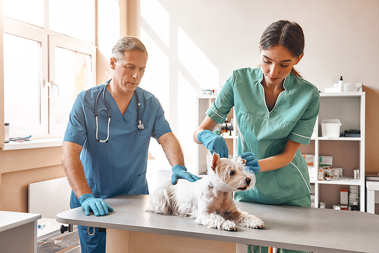 Como ter um laboratório veterinário de sucesso?