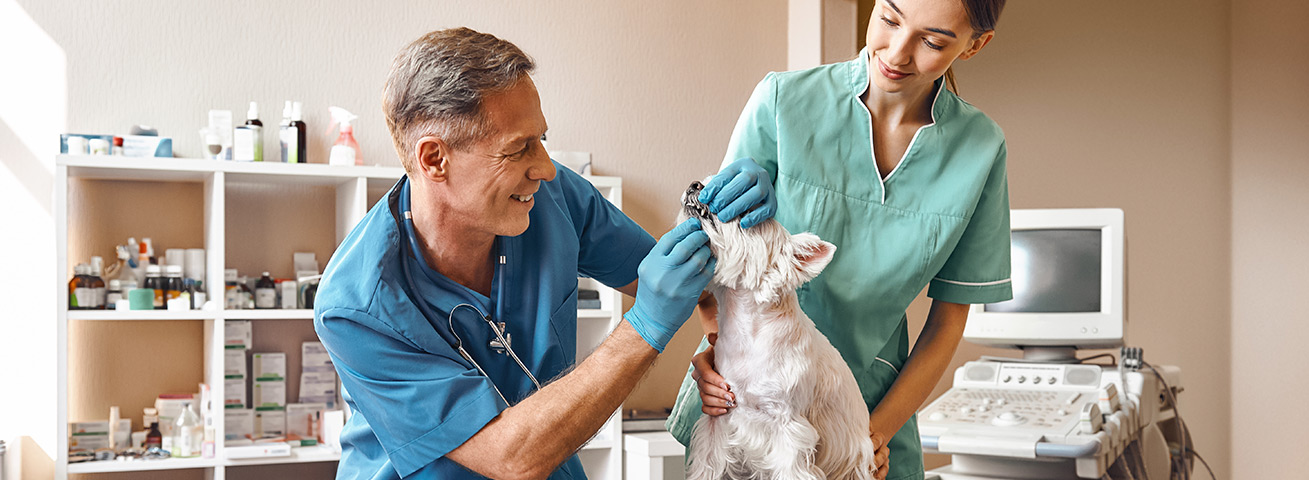 Exames veterinários: como acelerar a entrega em seu laboratório?