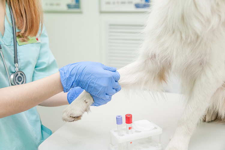 Gestão de estoque de laboratório veterinário: como fazer?