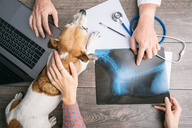 Tecnologia como aliada na entrega de resultados de exames veterinários