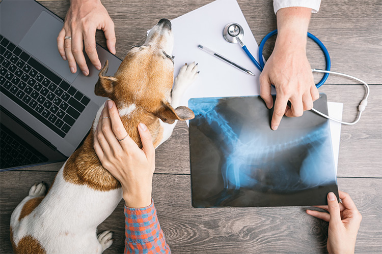 Tecnologia como aliada na entrega de resultados de exames veterinários